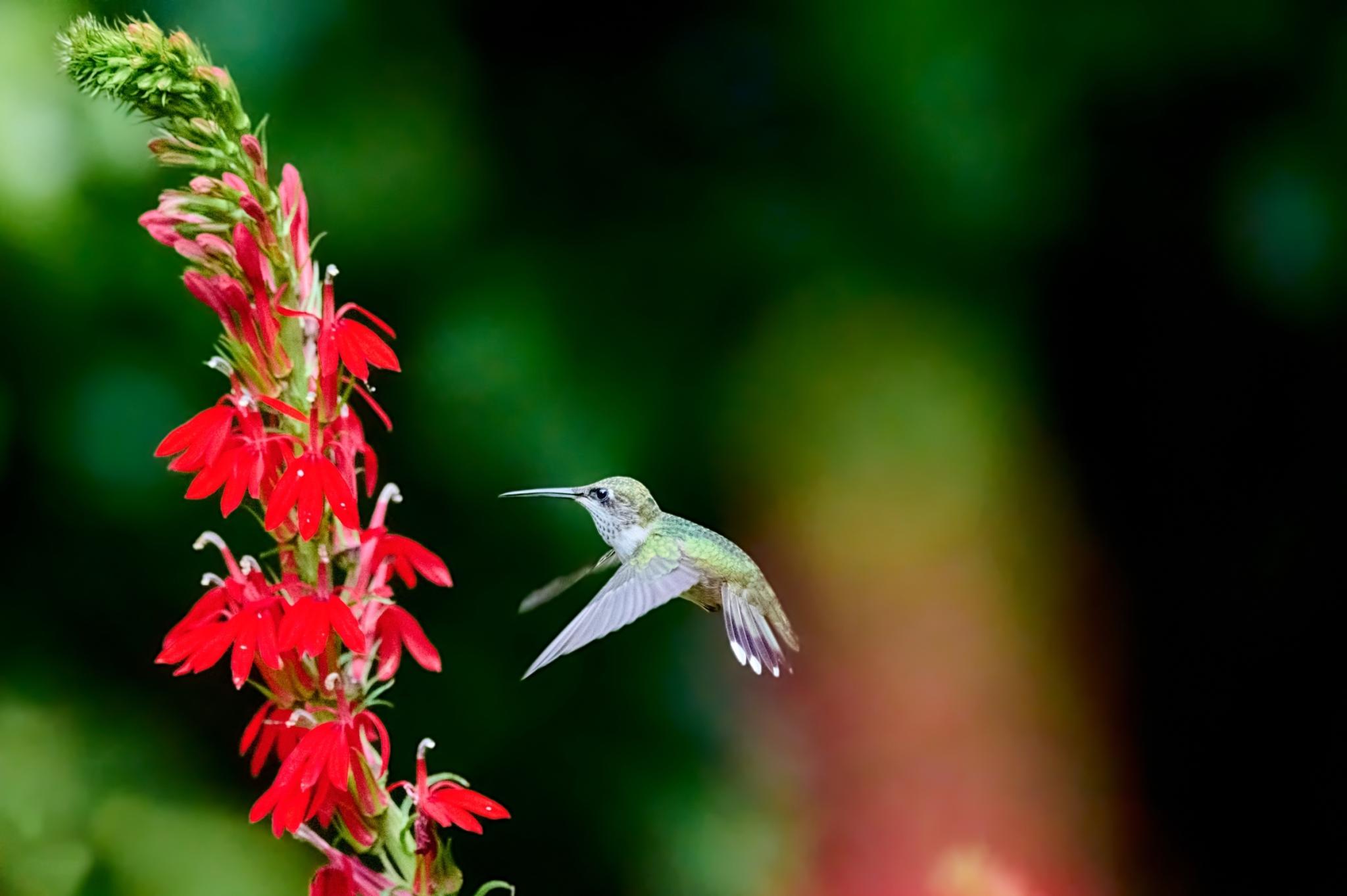 Cardinal flower (Lobelia cardinalis)